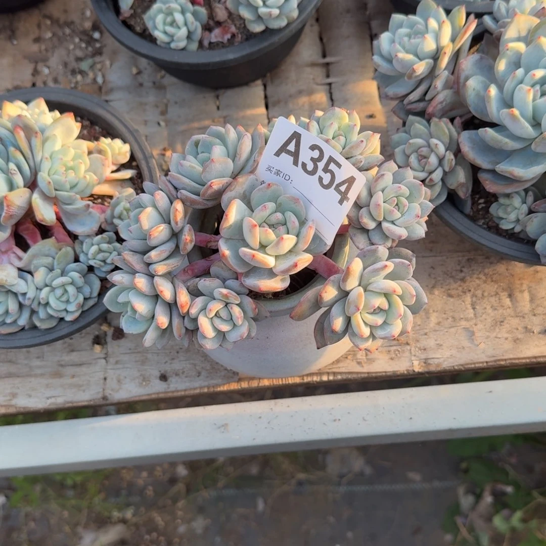 溜****园星影石榴籽呀呀呀呀