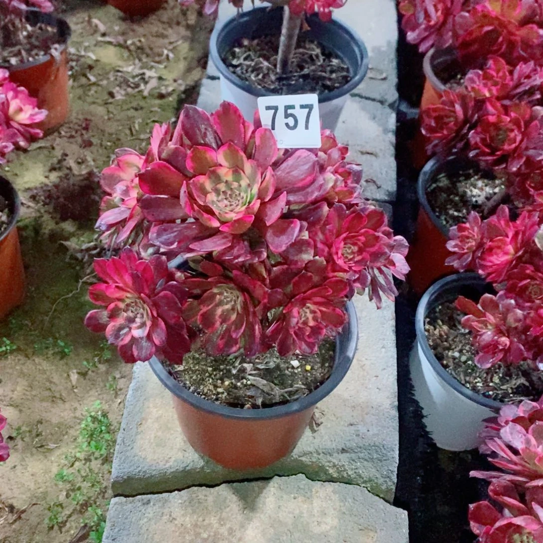 懂****）烟花757多肉1111