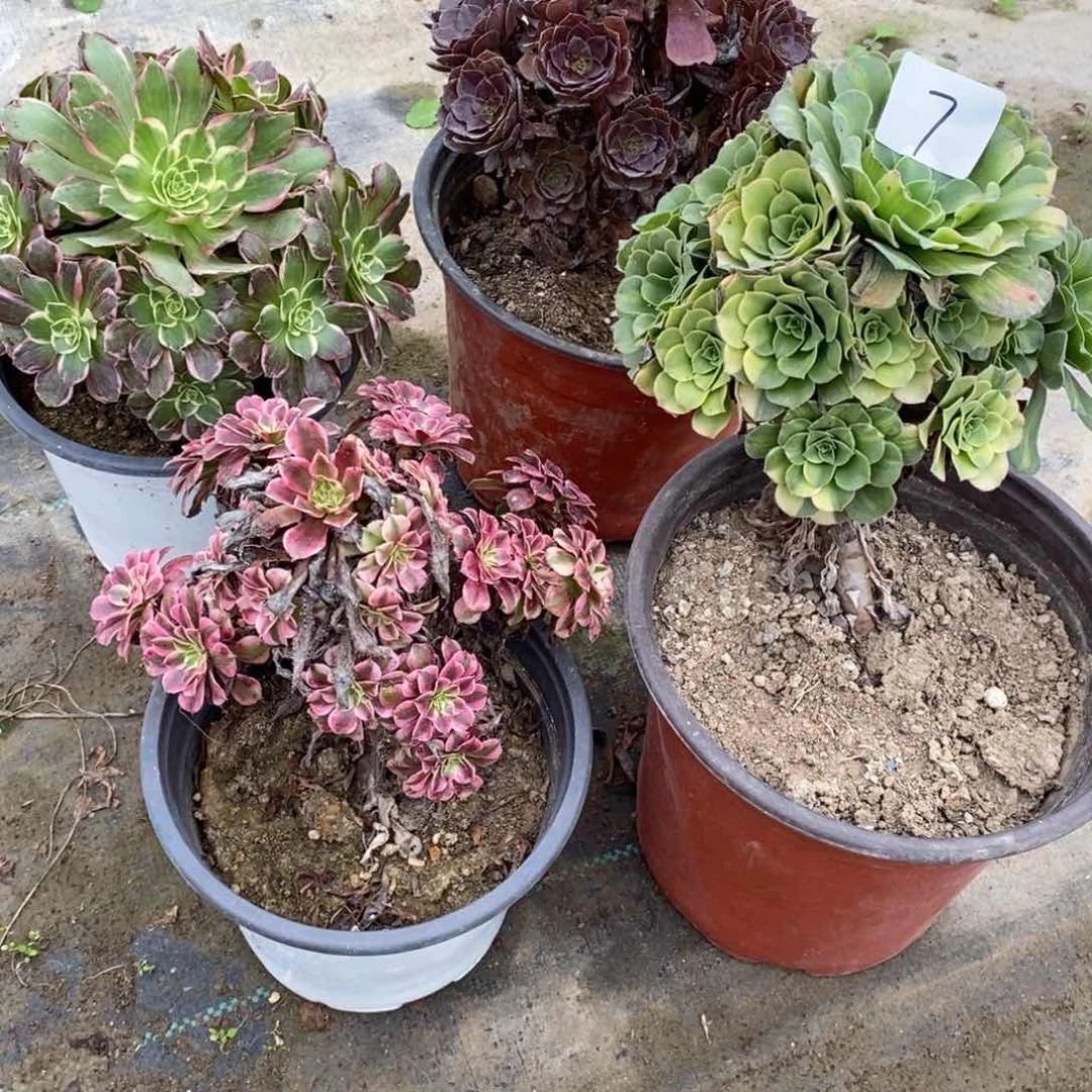 多肉植物组合拼盘7