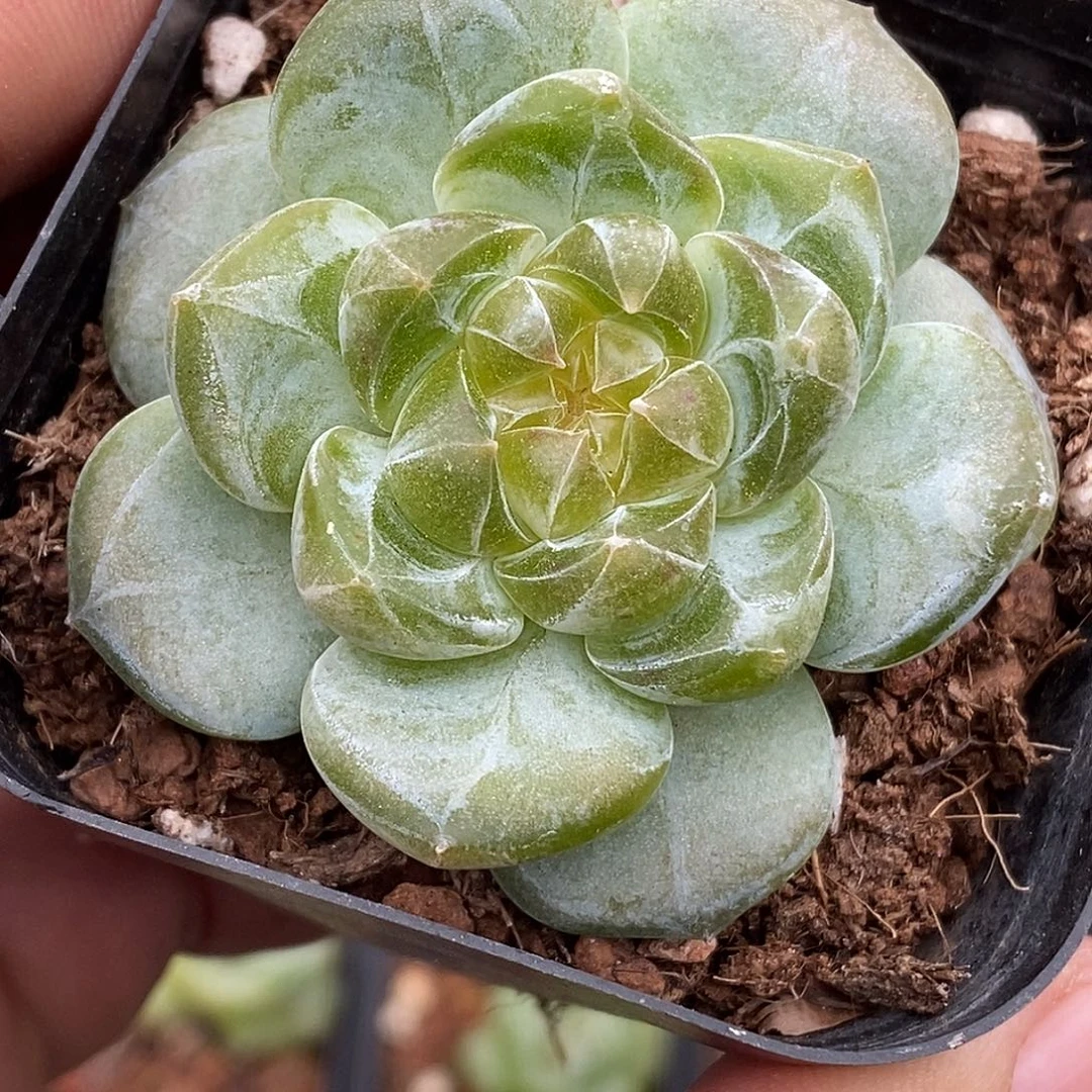 糖心珍妮30包邮非偏远