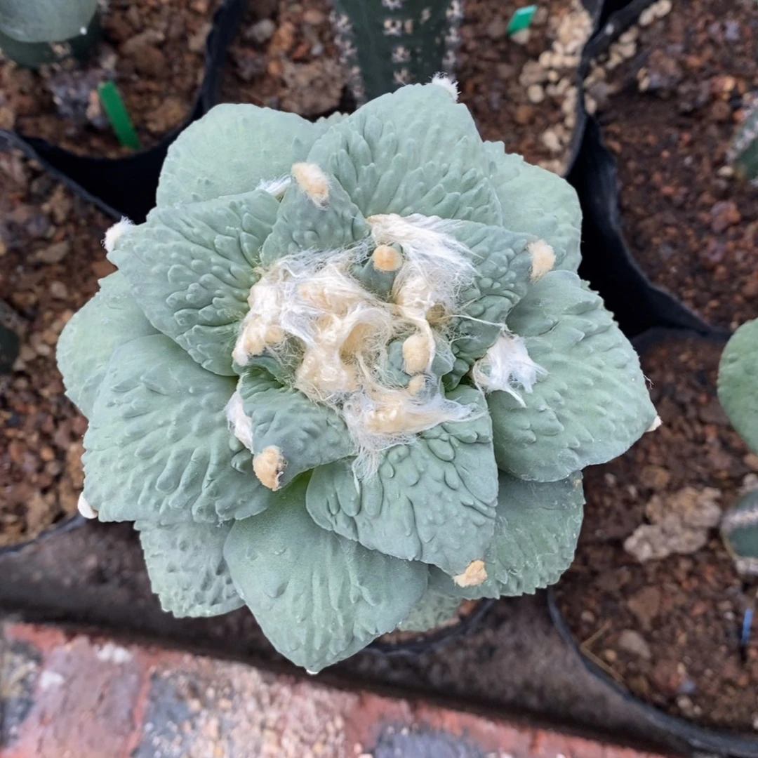 嫁接蓝白花杂牡丹10.8cm