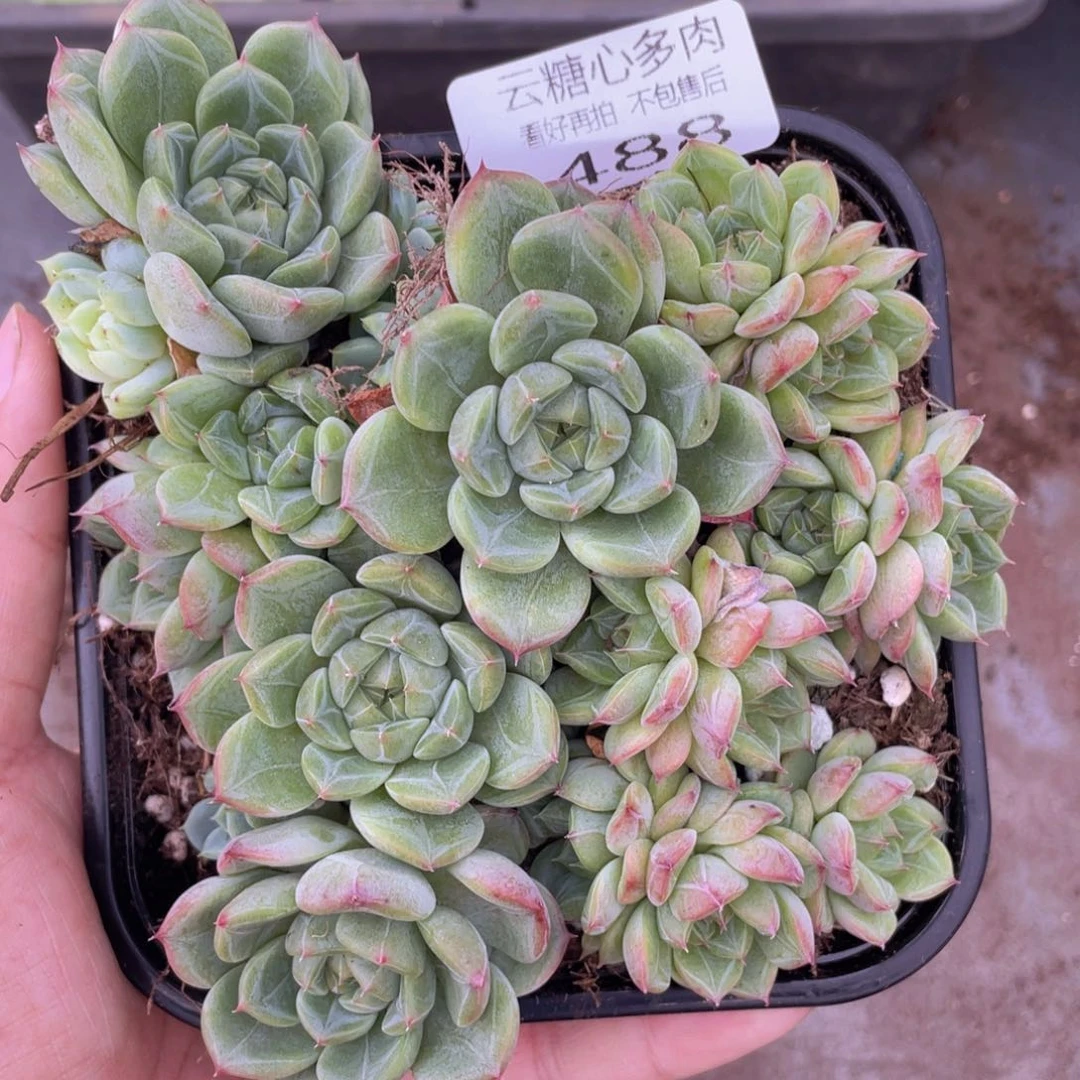 云糖心多肉植物488