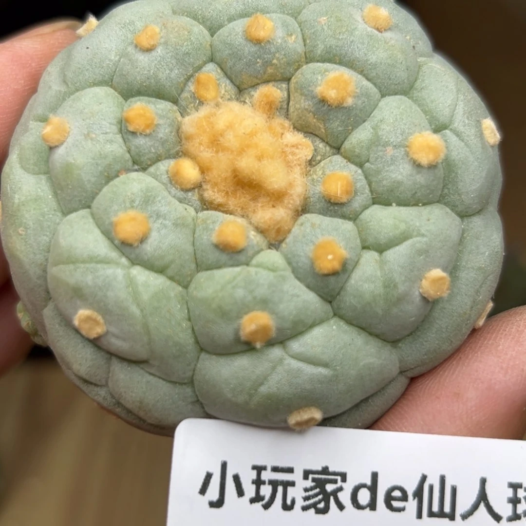 535 仙人球的海鲜 有根