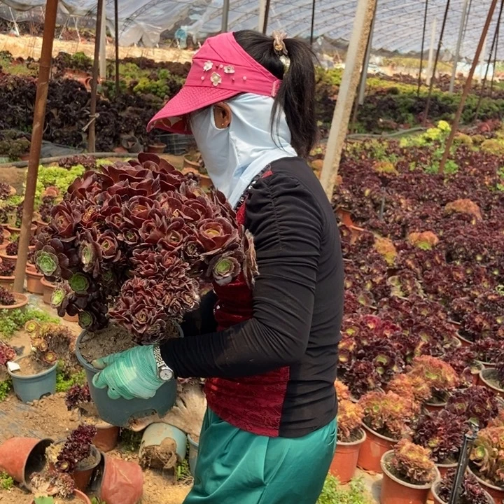 好****！064欧紫缀化老桩朵朵