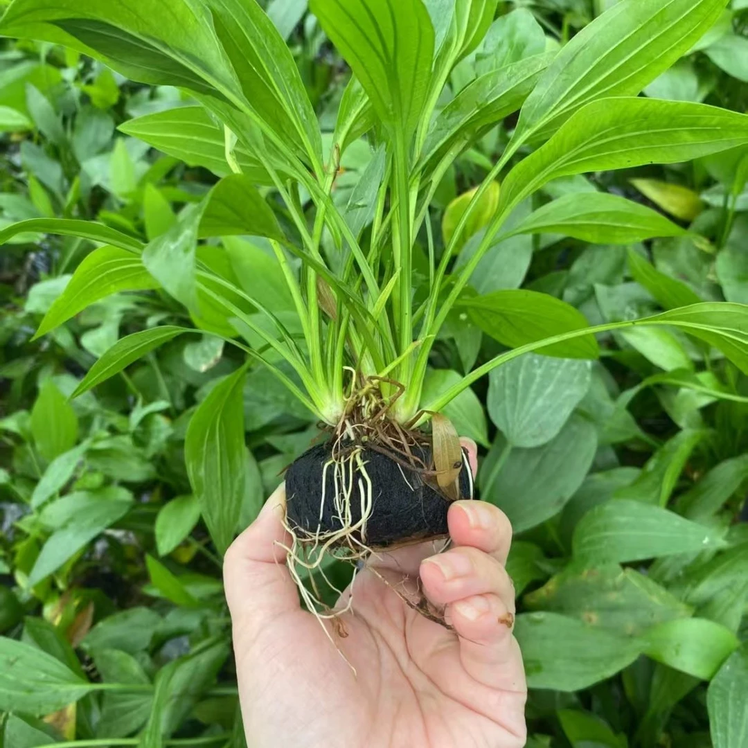 阿根廷皇冠水草鱼缸造景挺水植物淡水后景易活耐养增氧