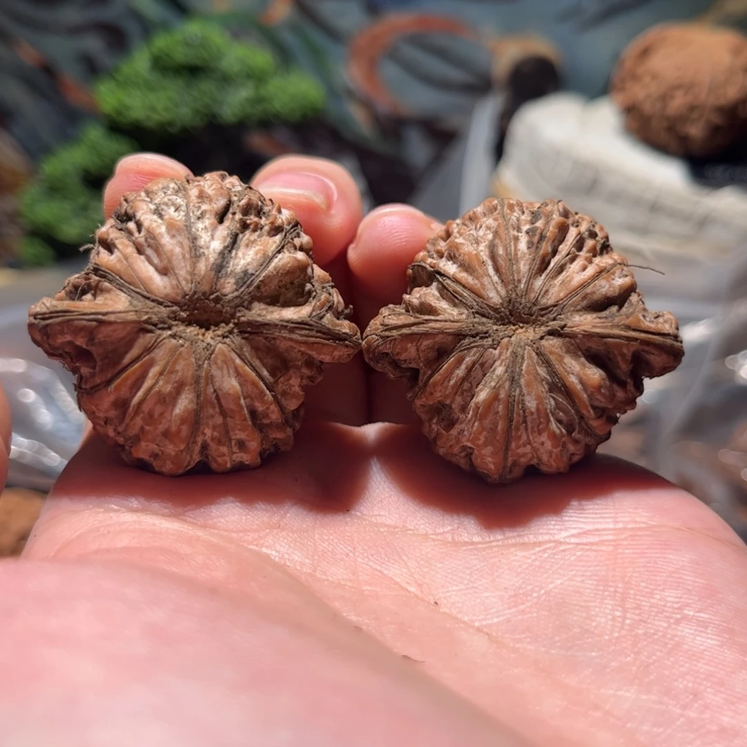 0***0木质39磨盘红皮狮子头