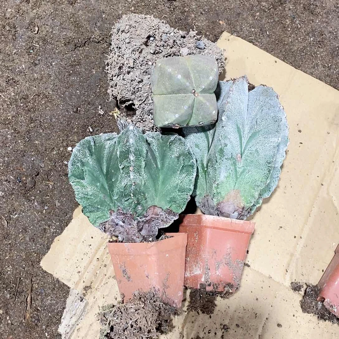 百*大000000000000000000