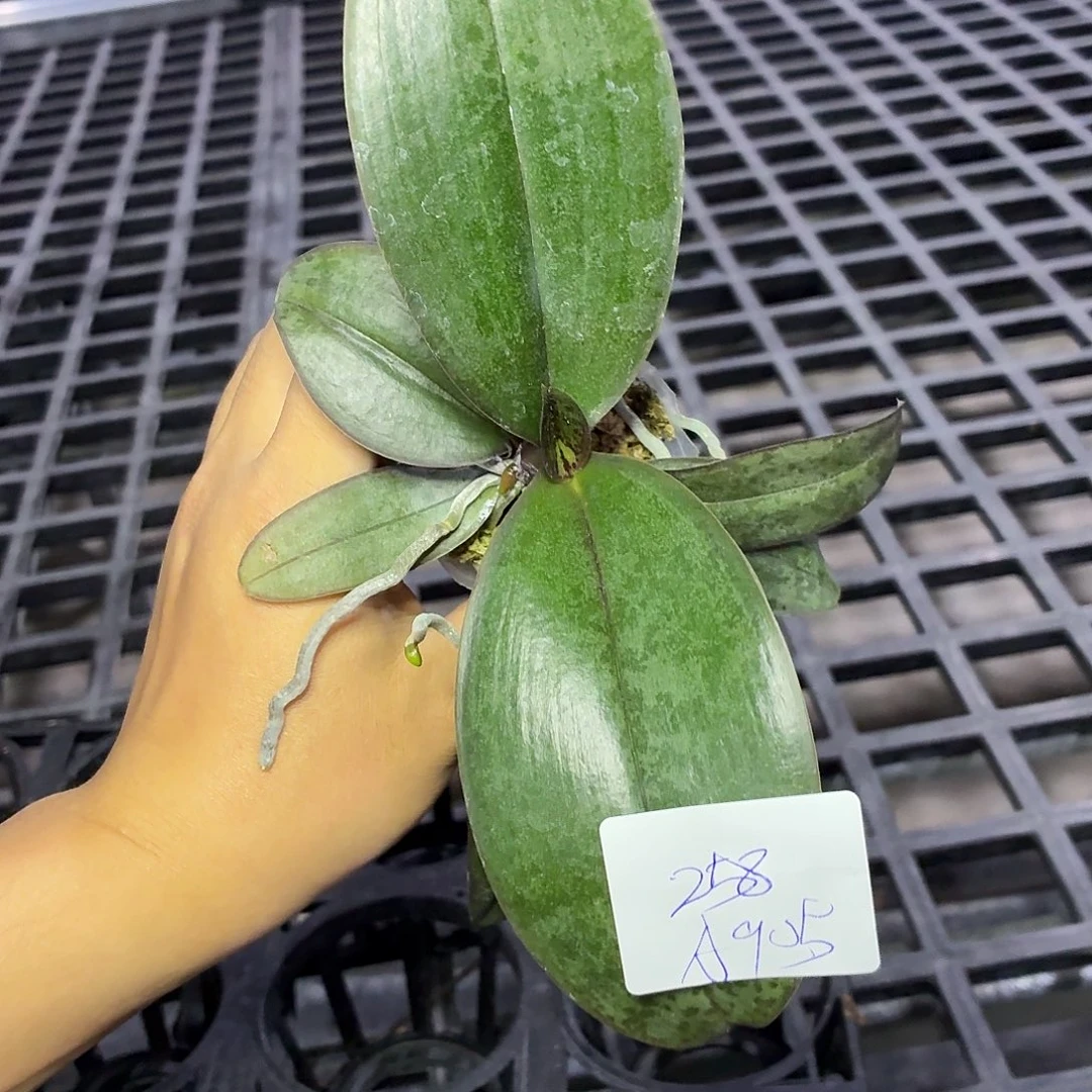 当前无花朵，栽培后可花朵A905yss1171贵族西交玛丽