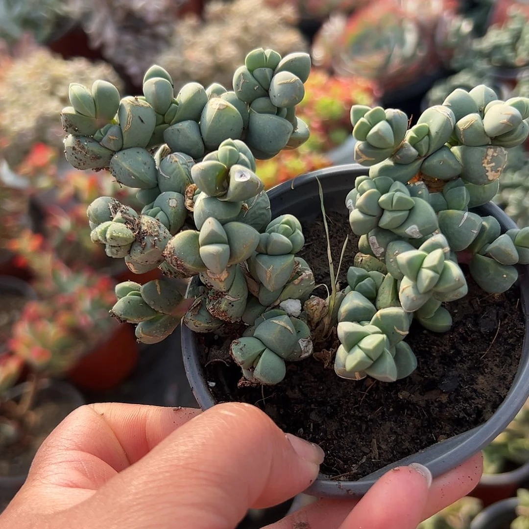 多肉植物多肉植物