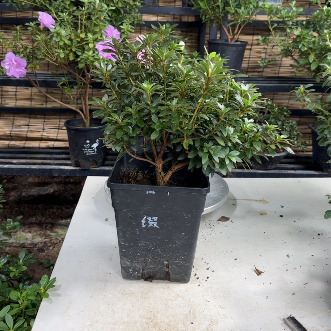 钱***多完全开放花缀杜鹃