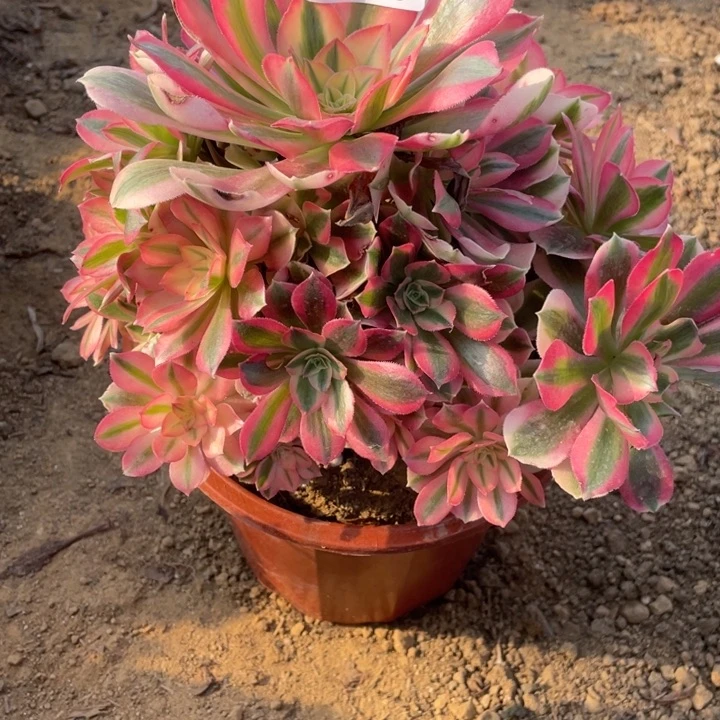 无花朵190多肉植物