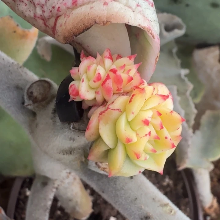 斗牛士锦朵朵缀化