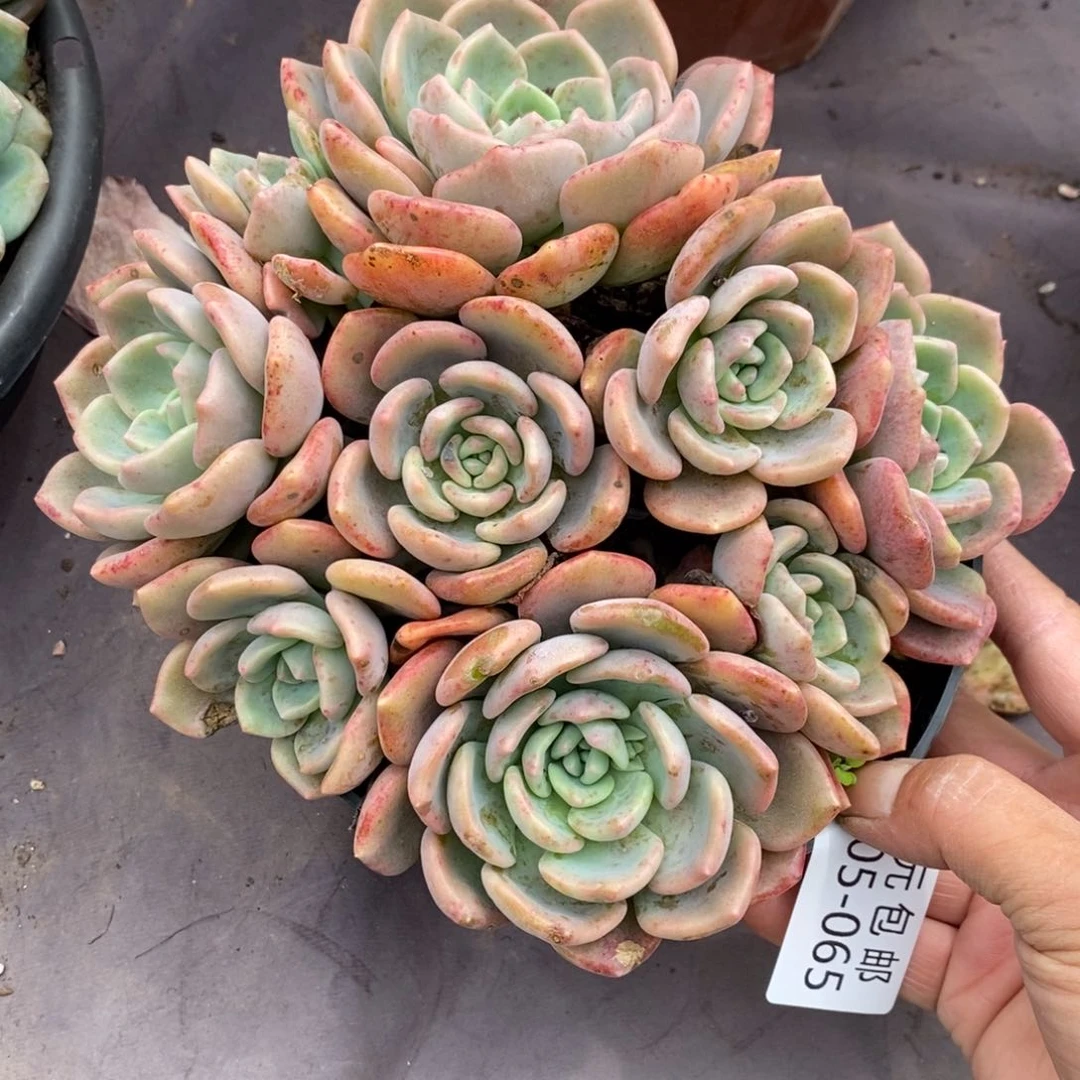 ㊒**气夏悦多肉0705-65千山雪