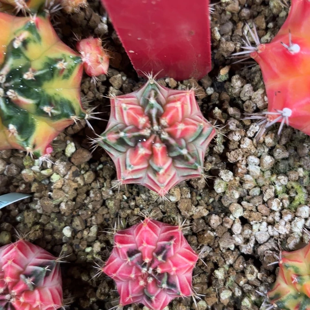 129-0917泰国发货 彩虹梦