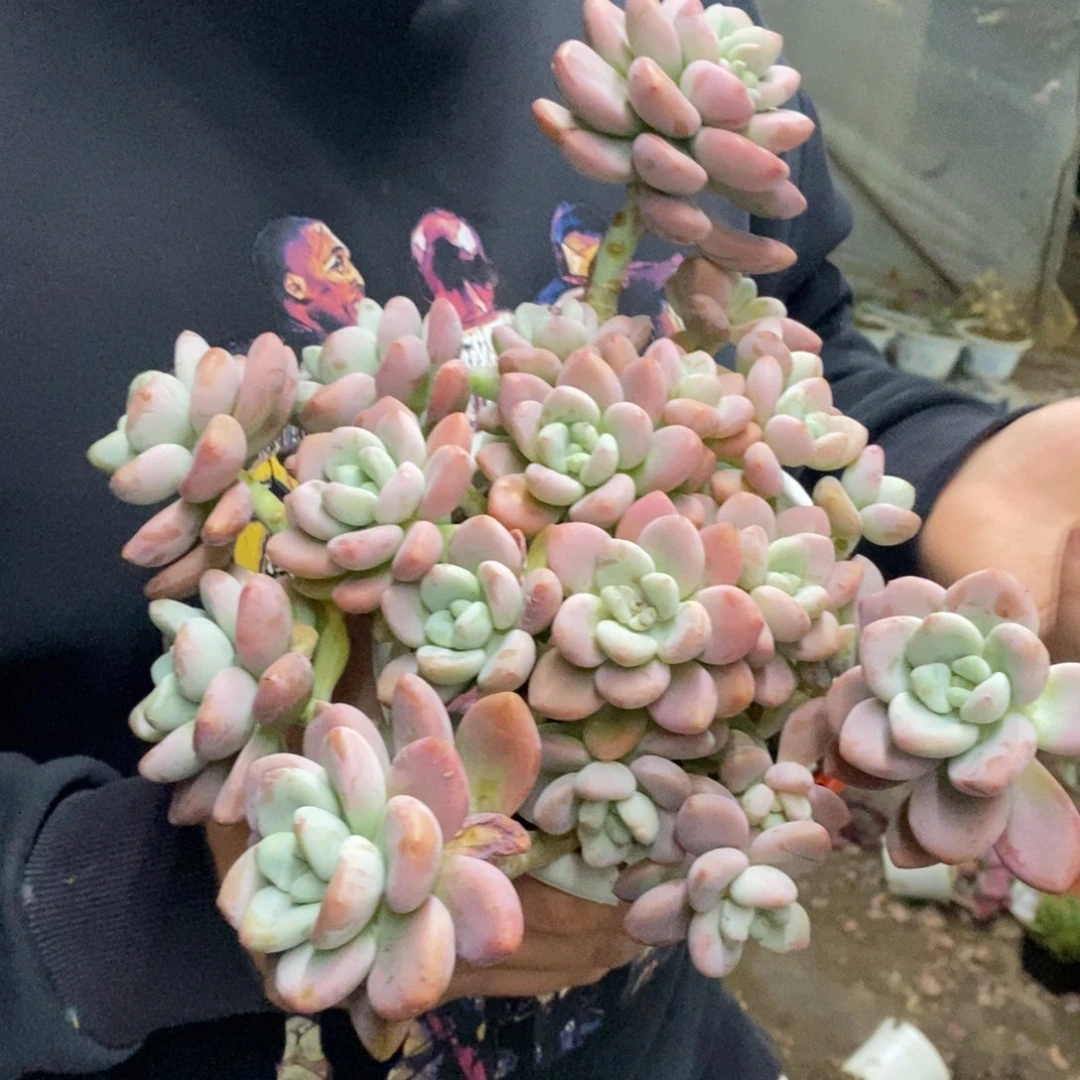 樱花红洛神整桩，八亩地160杯