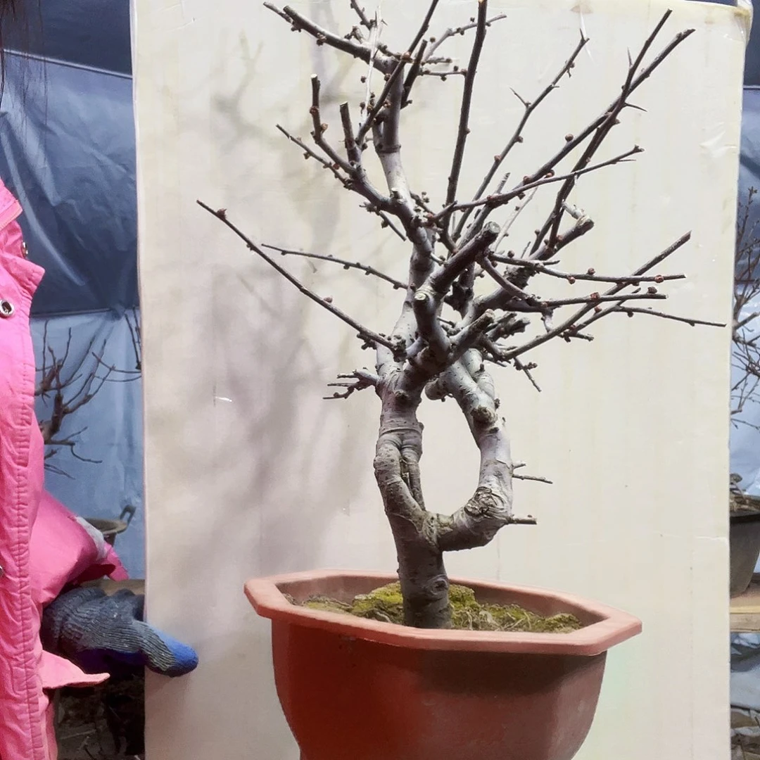 茅*海棠盆景一物一拍