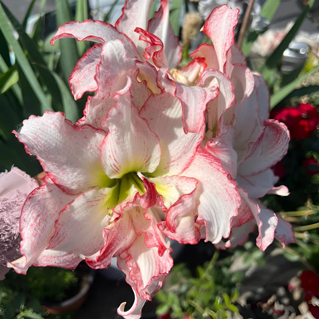 【双迹～基地自然球】稀缺重瓣朱顶红