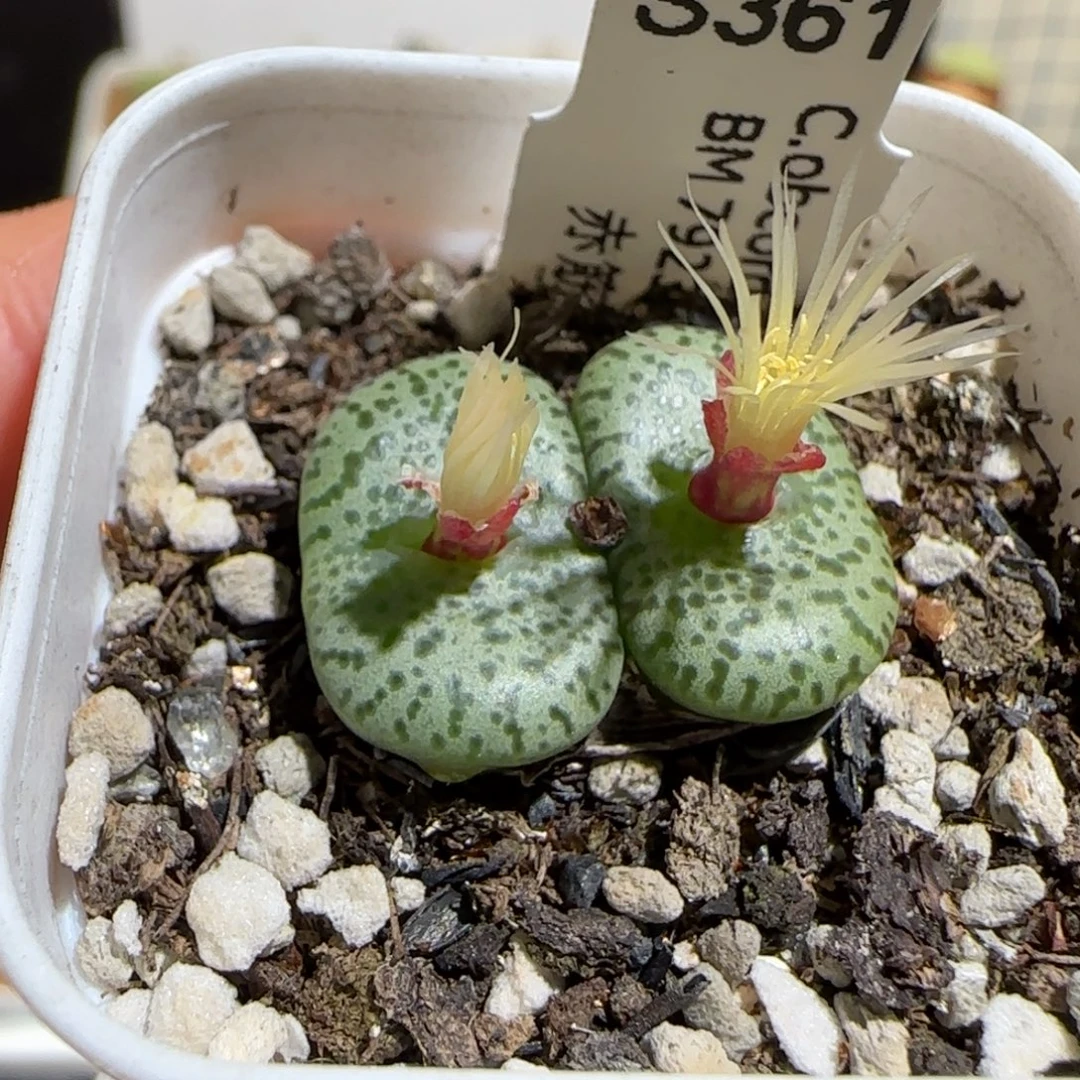 肉锥多肉植物组合-安贞778