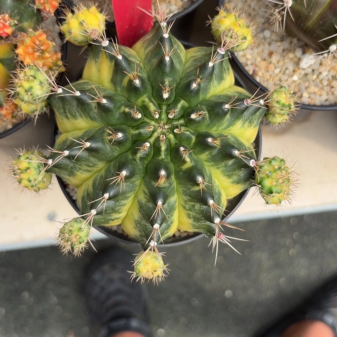 花***夏69-0924泰国发货多肉