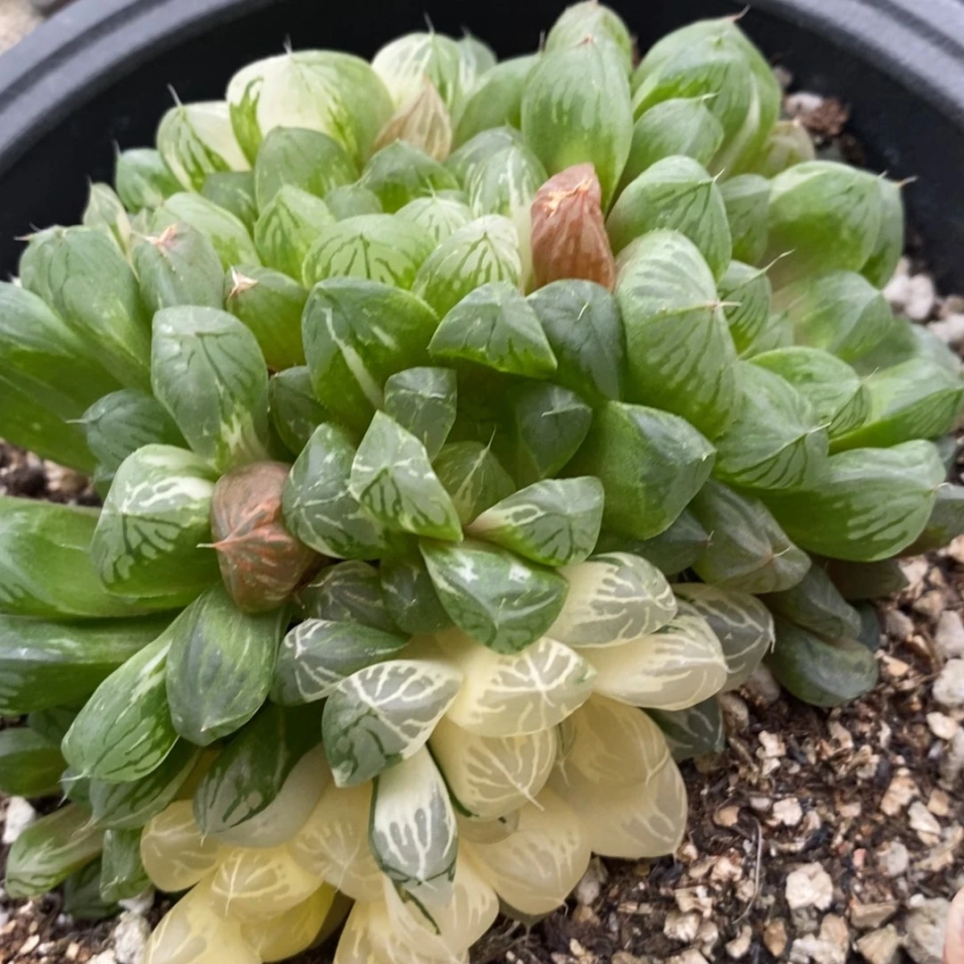 小***9531 一颗新粉福利。