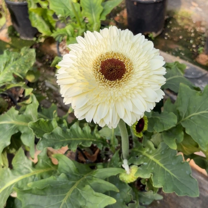 原盆原土一加仑非洲菊白马王子