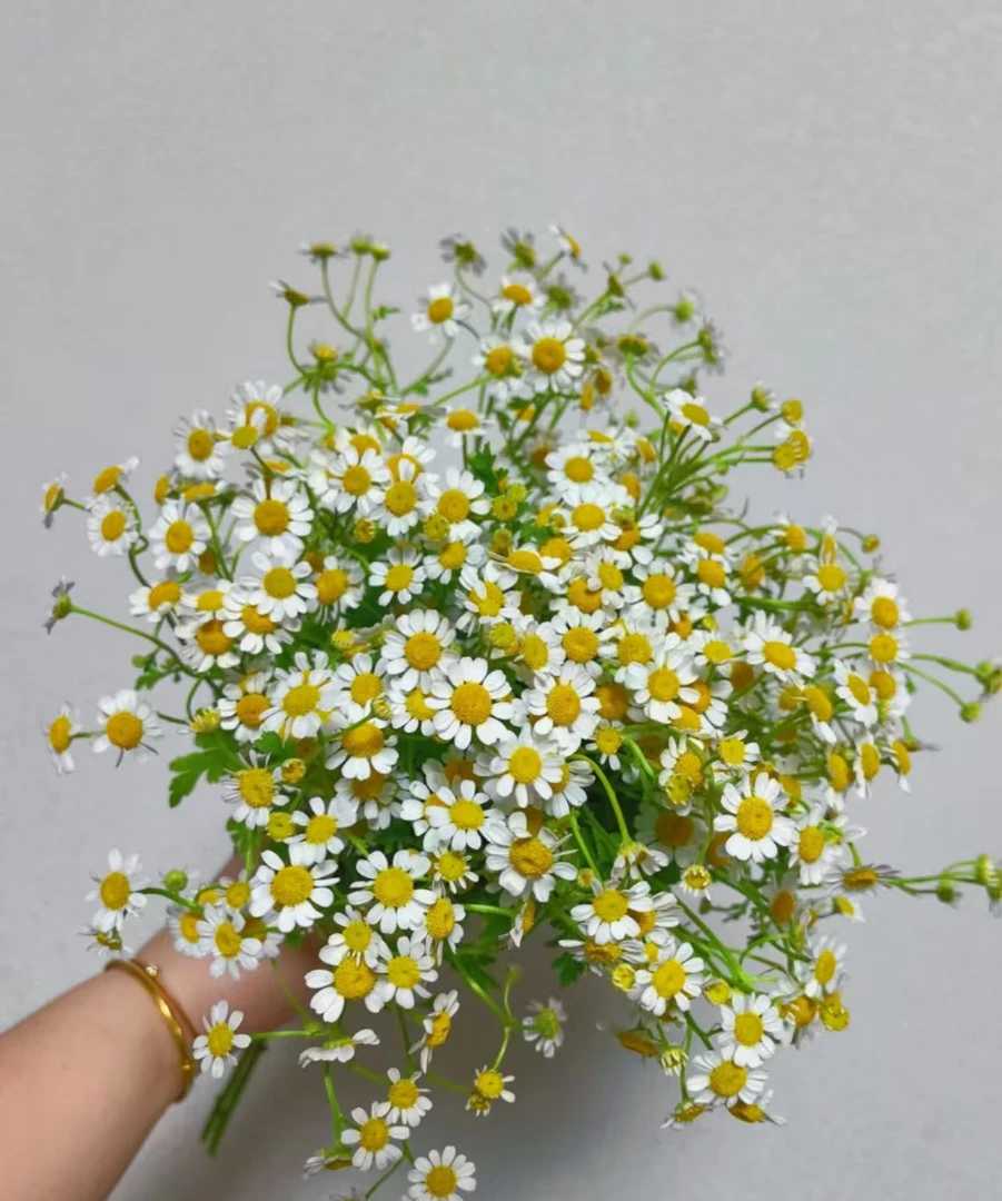 【万紫鲜花】洋甘菊1扎