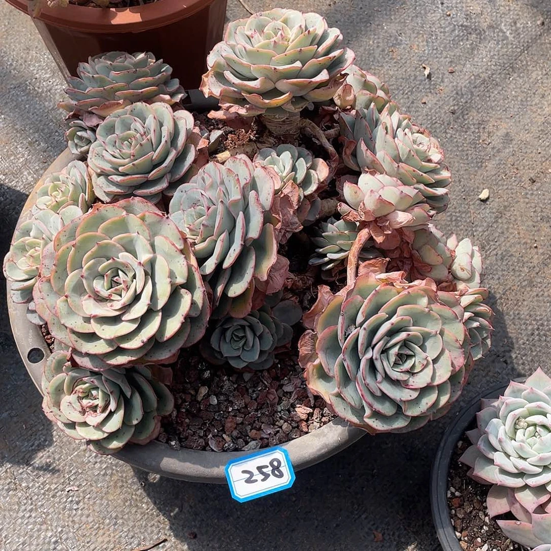 258黄桃 一物一拍多肉