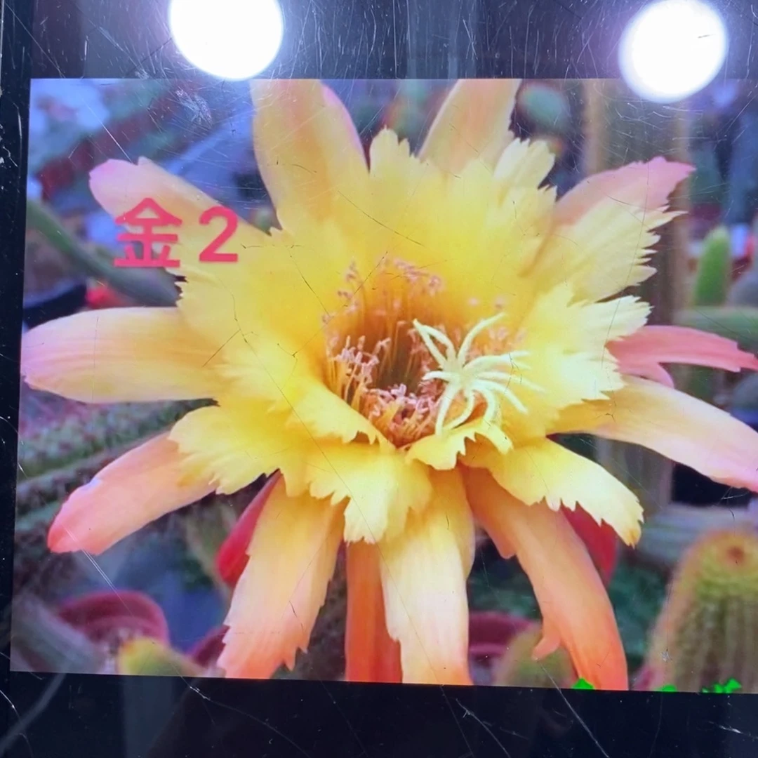 进口金妞金2侧芽一个