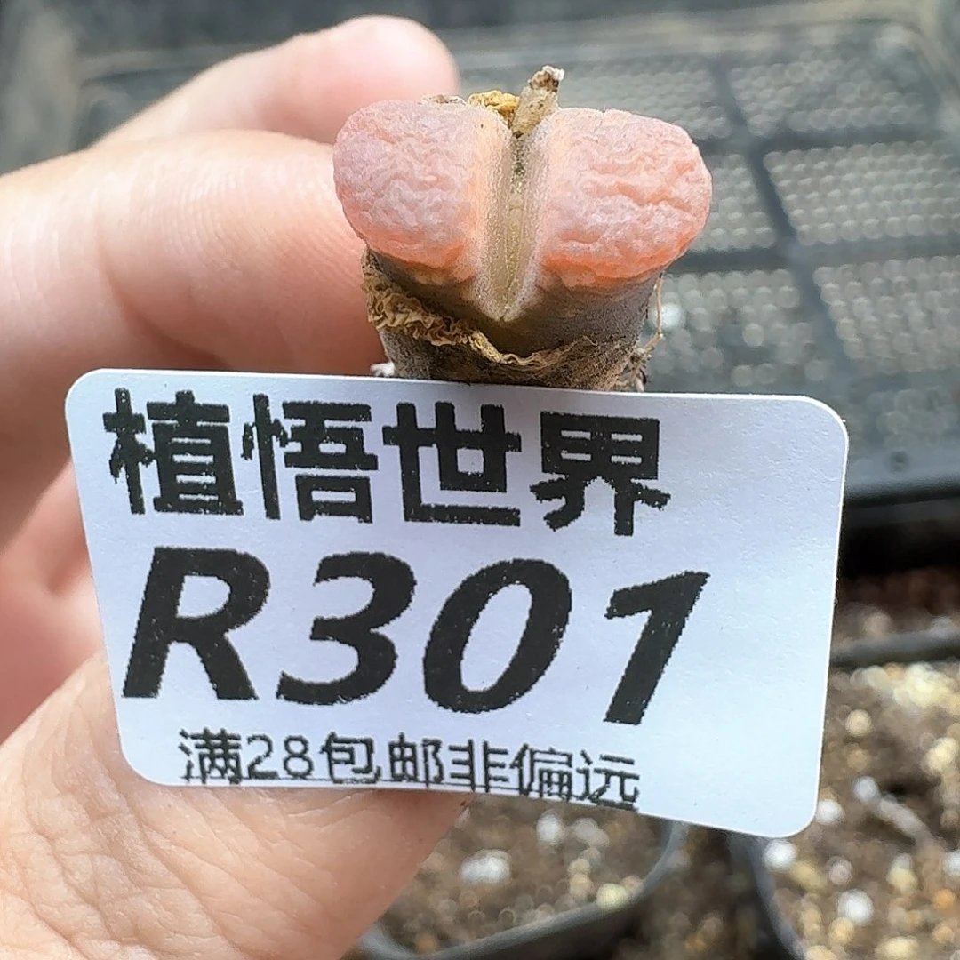 多肉植物的润泽多个