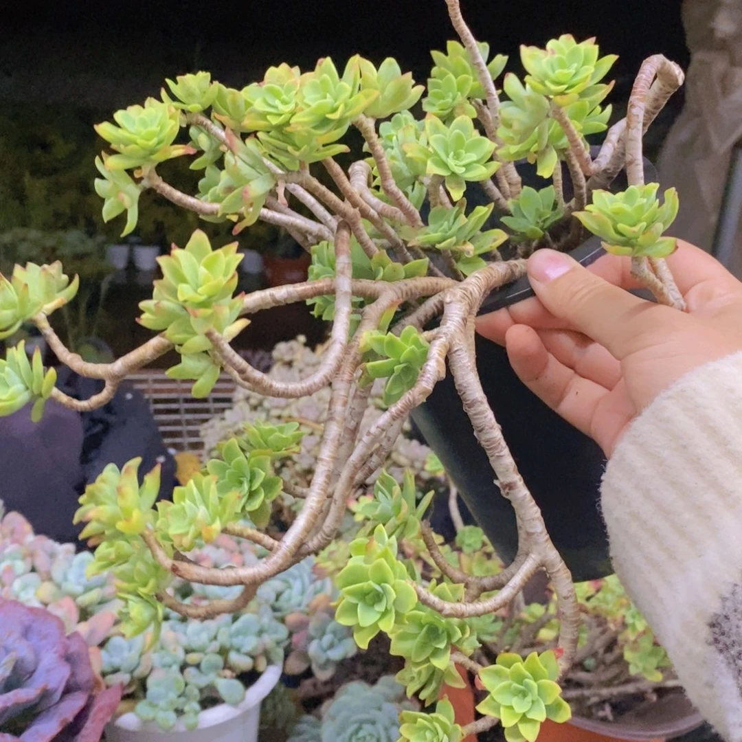 清扬薄化妆大盆整桩