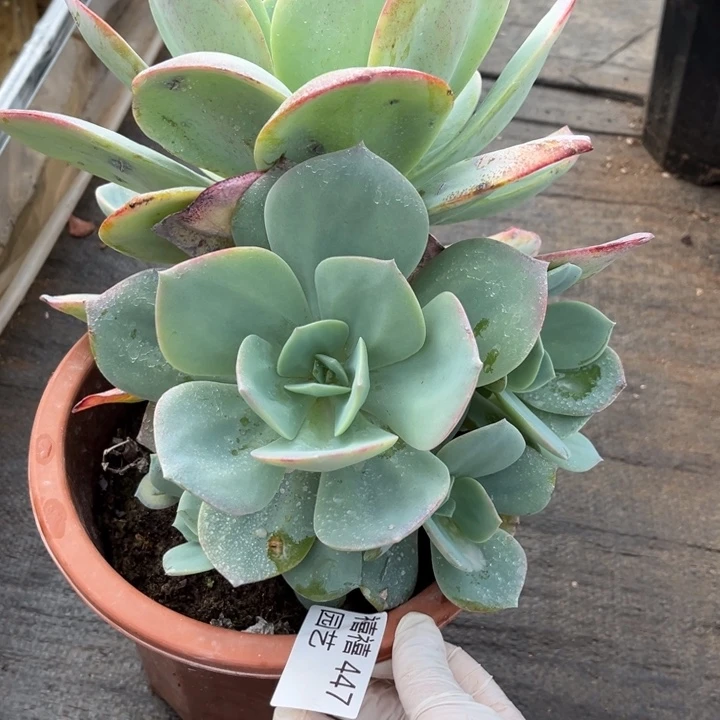 447凤多肉植物多肉