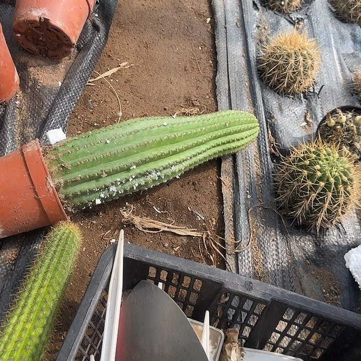 秀***姐河岸毛花柱100的毛花柱