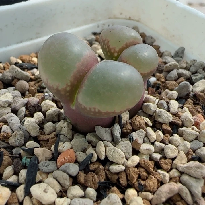 多肉植物黑眼豆豆一颗95号