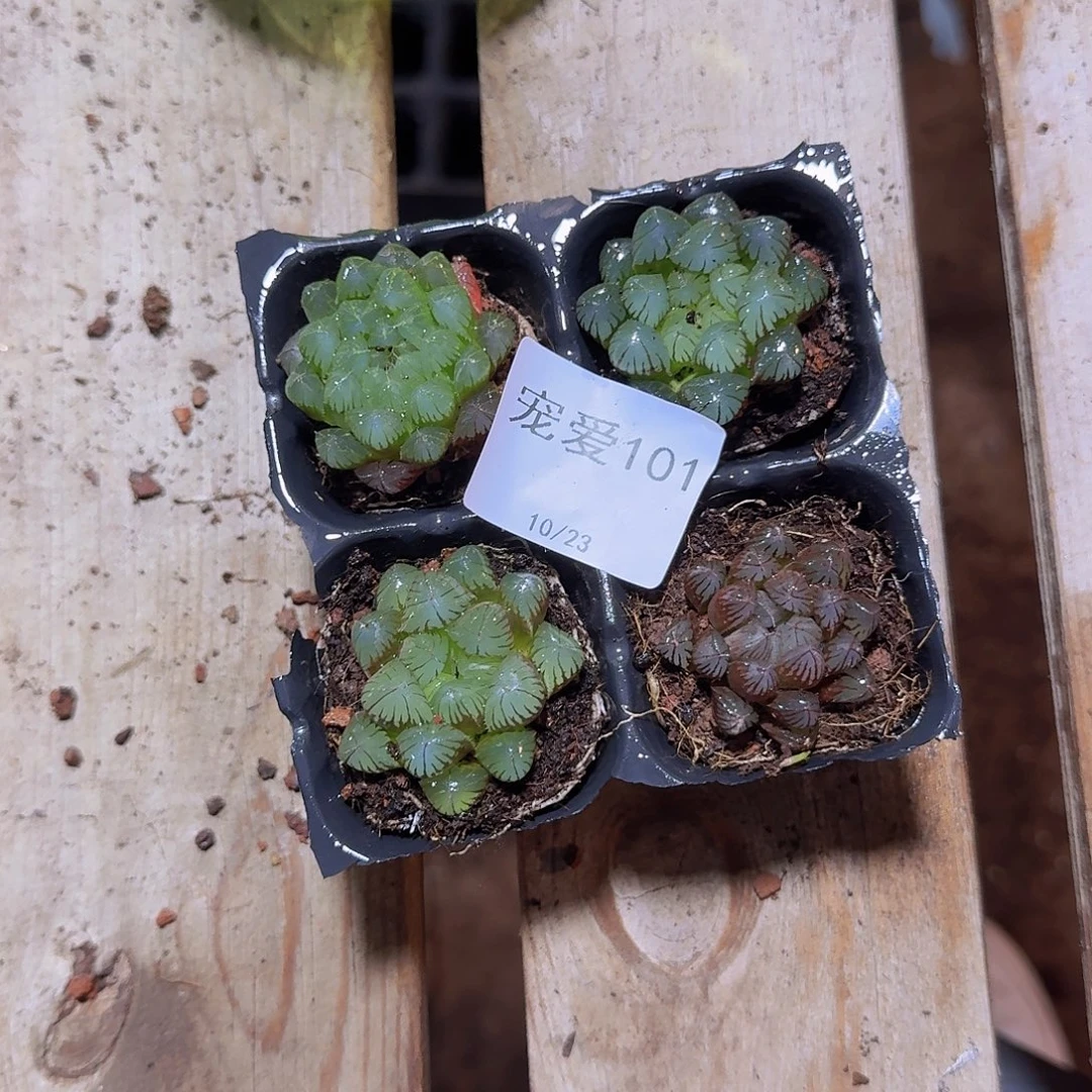 直播福利一物一拍101