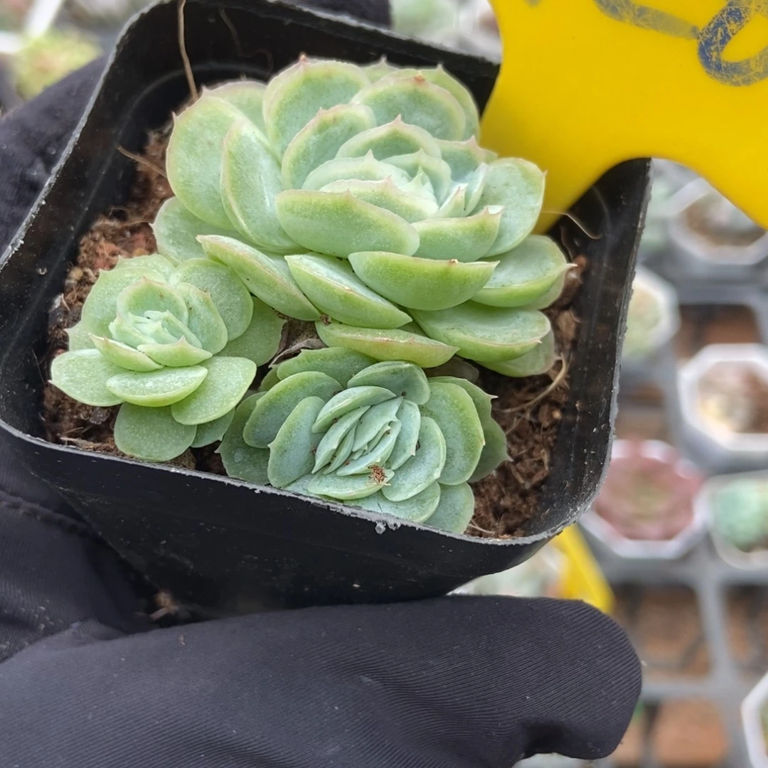 920希娜多肉植物多肉