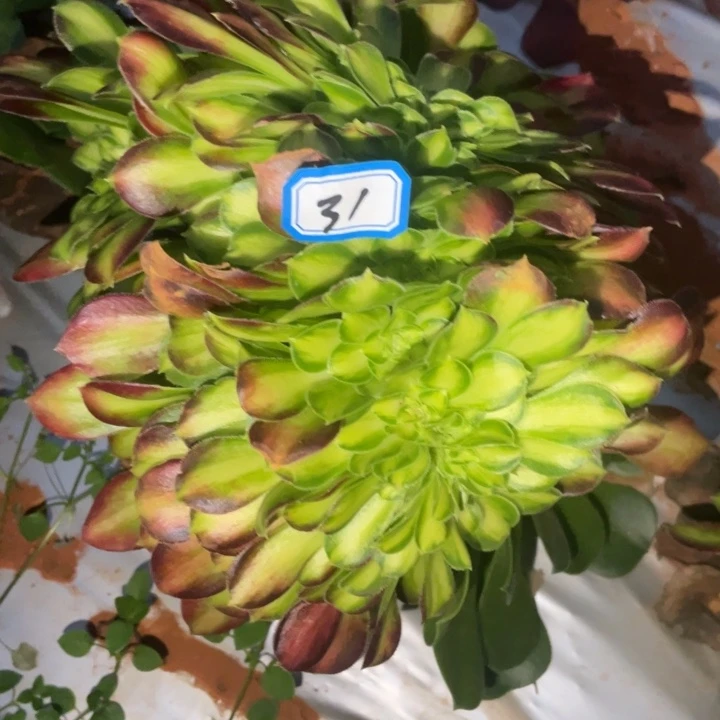 俊*31嫁接韶华缀化法师