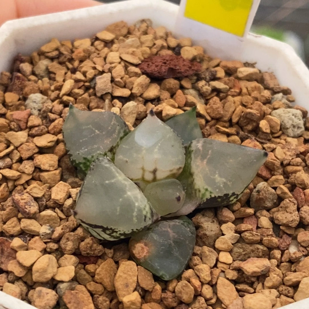 211号冰皇多肉植物的