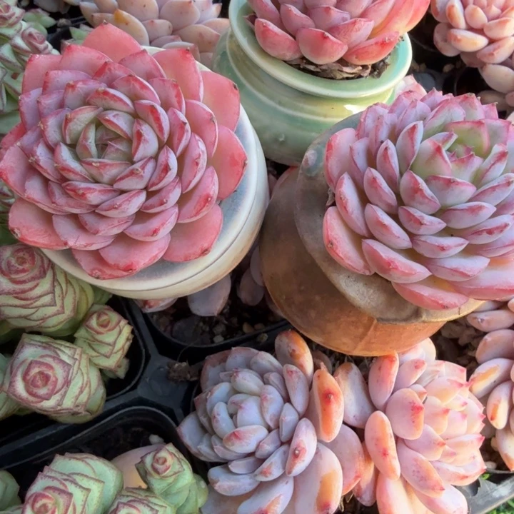 沙漠玫瑰。带盆一套。