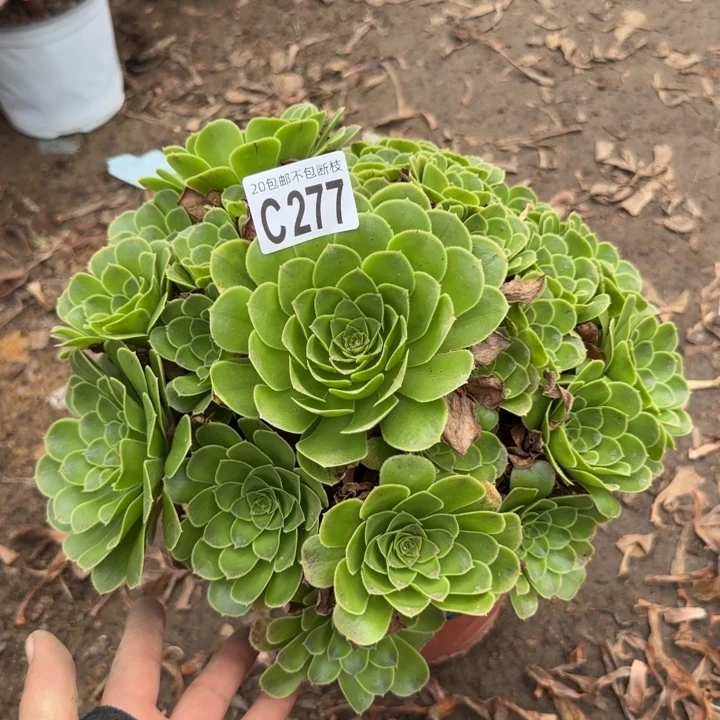魅灵玫瑰……多肉植物……