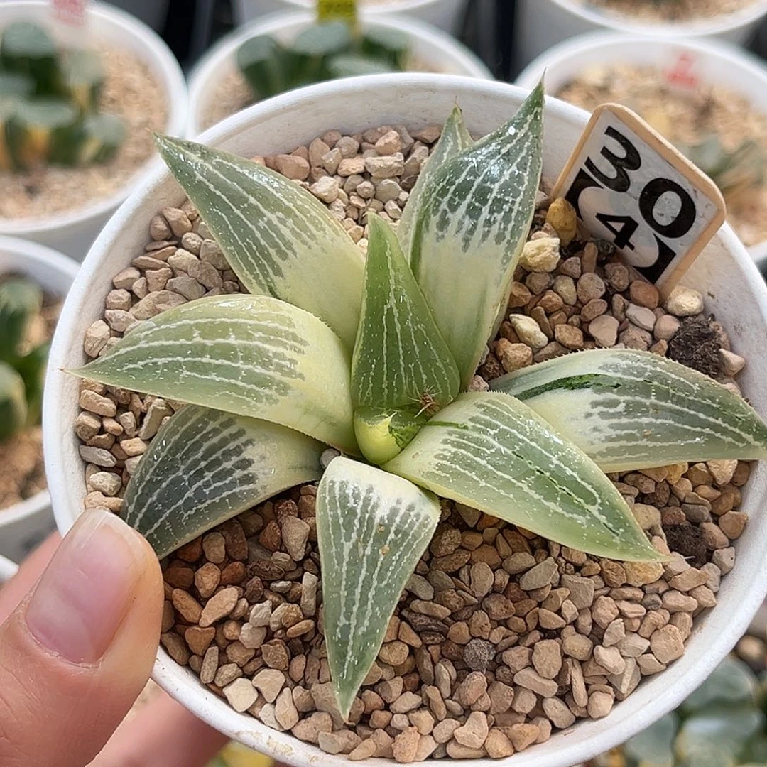 30糊斑实生寿锦福利福利