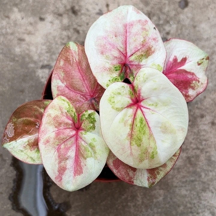 75-1224哈拉吧啦广东现货