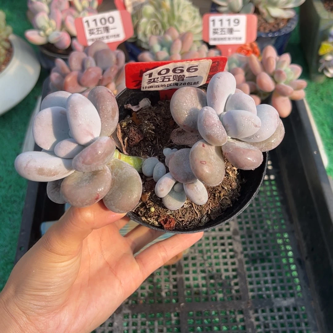 表妹精品多肉1066.
