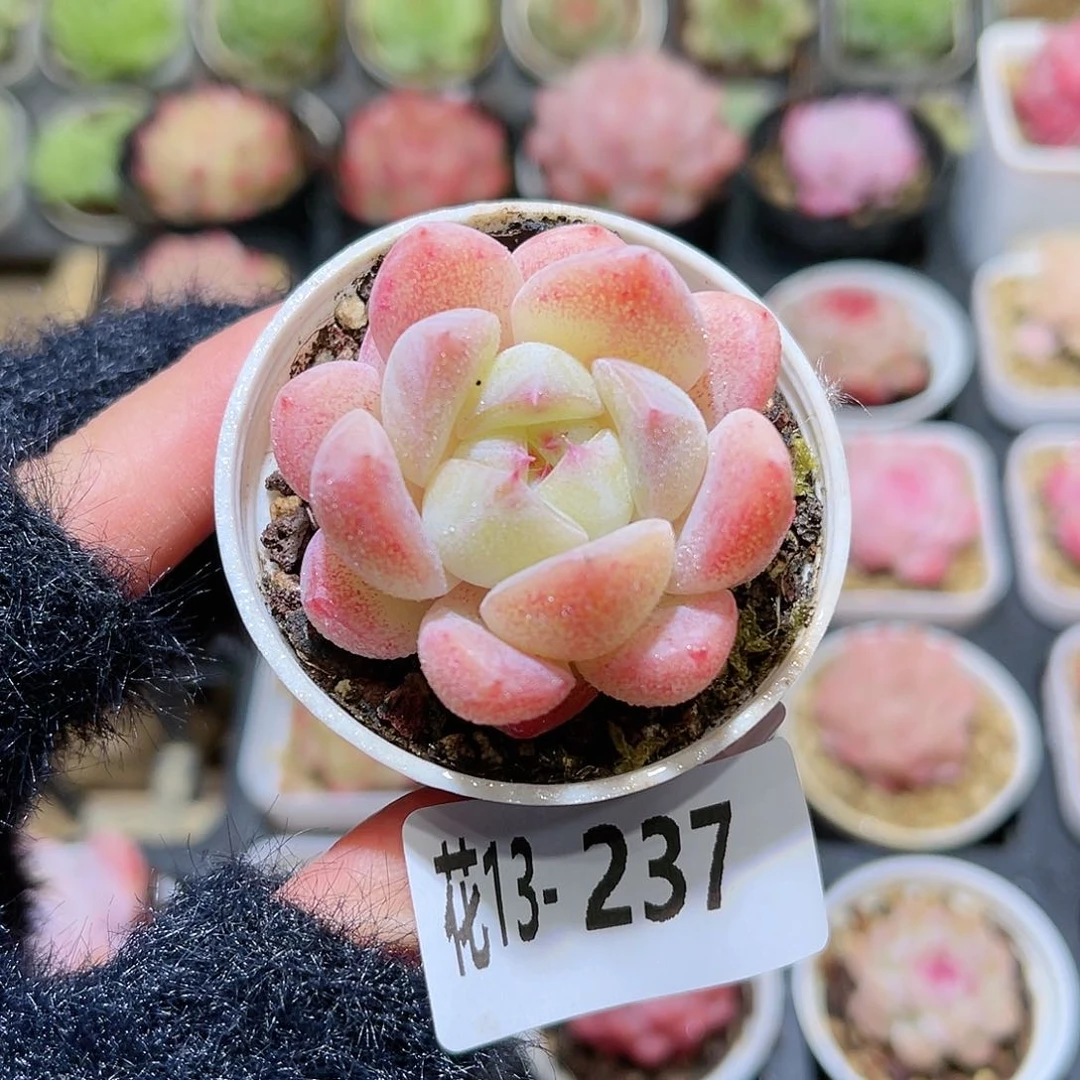 花利美13-237橙星