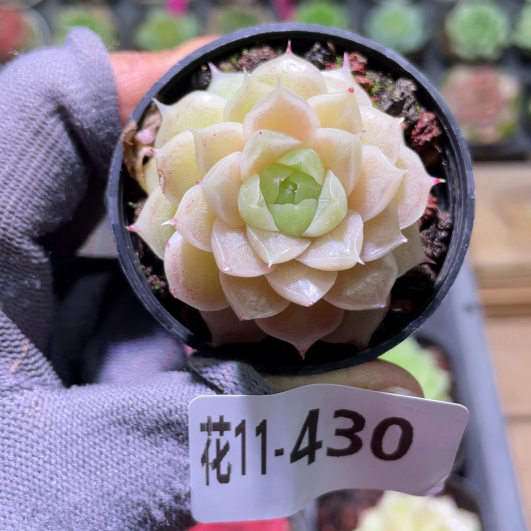 花利美11-430麦秆