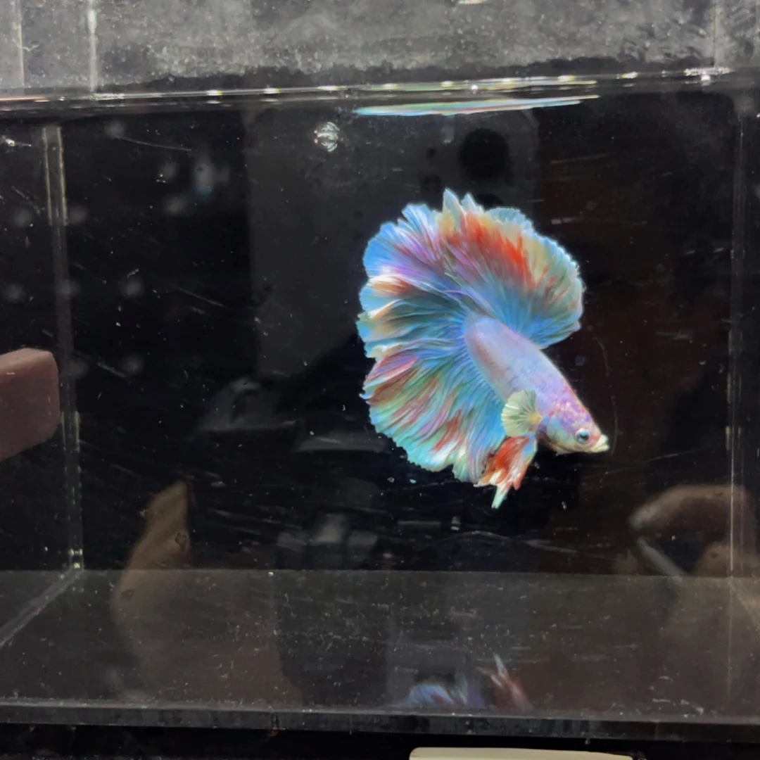 蓝口孵鱼哈啊哈哈哈哈哈495