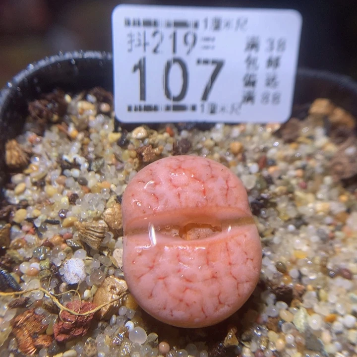 精品生石花219.107