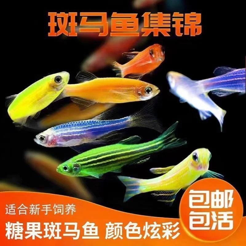 七彩斑马鱼小型鱼冷水自来水热带淡水观赏鱼好养适合新手不氧气鱼