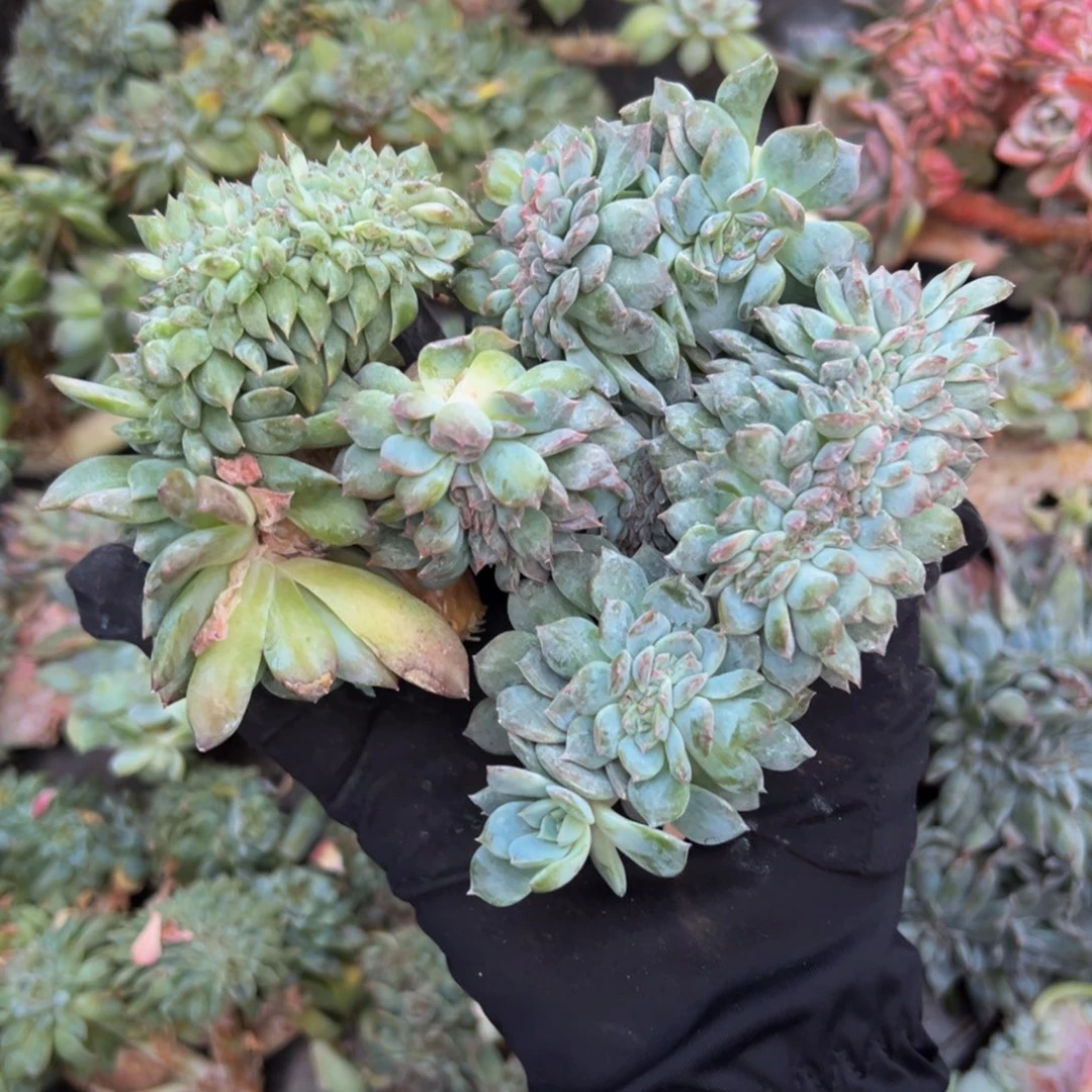 琥珀缀四颗微瑕 天天开心