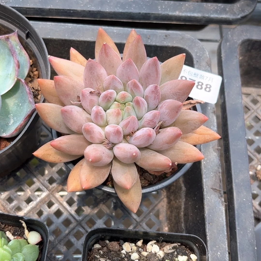 阿雅园艺。      9788水晶球