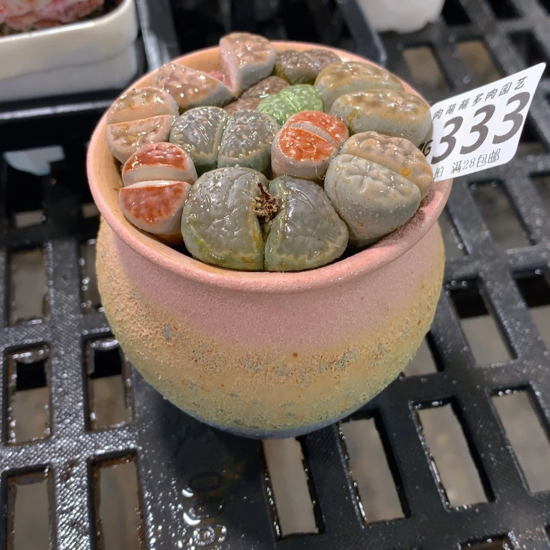 肉萌萌拇指盆精控多肉ZG333